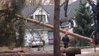 rooien en kappen van bomen in Grimbergen